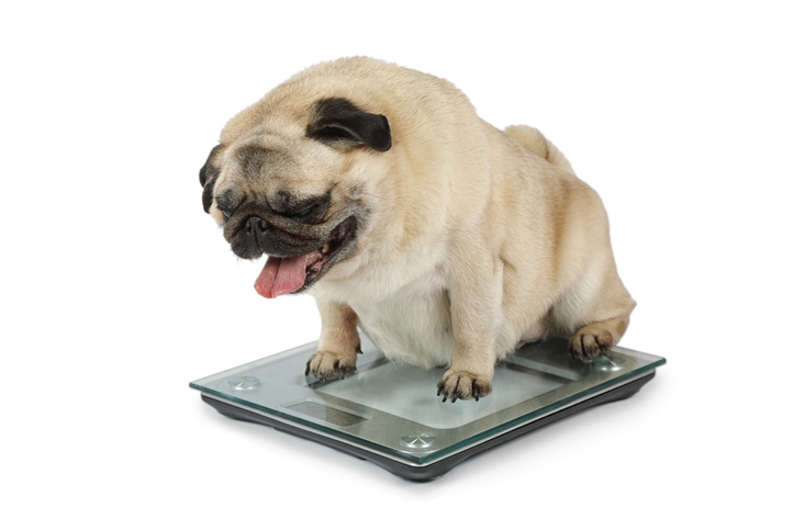 Saiba como evitar a obesidade no seu pet
